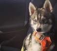 Meet Milo the Alaskan Klee Kai!