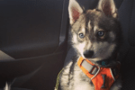 Meet Milo the Alaskan Klee Kai!