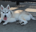 Meet Mokomint Chip the Alaskan Klee Kai!