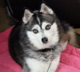 Meet Nakina the Alaskan Klee Kai!