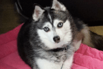 Meet Nakina the Alaskan Klee Kai!