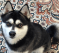 Meet Niki the Alaskan Klee Kai!