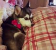 Meet Nova the Alaskan Klee Kai!