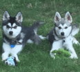 Meet Padfoot and Moony the Alaskan Klee Kai!