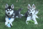 Meet Padfoot and Moony the Alaskan Klee Kai!