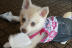 Meet Puddin the Alaskan Klee Kai!