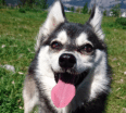 Meet Remy the Alaskan Klee Kai!