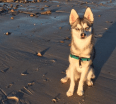 Meet Ronan the Alaskan Klee Kai!