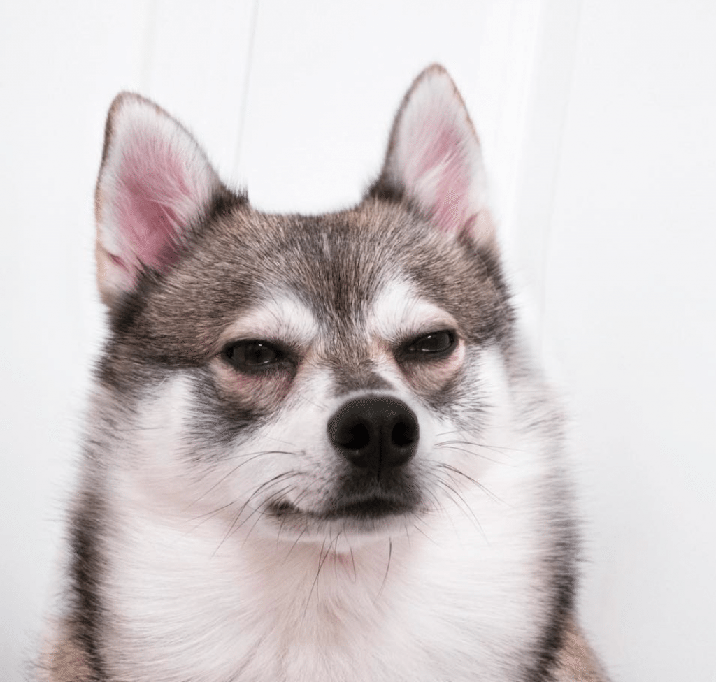 Alaskan Klee Kai tend to be prone to separation anxiety