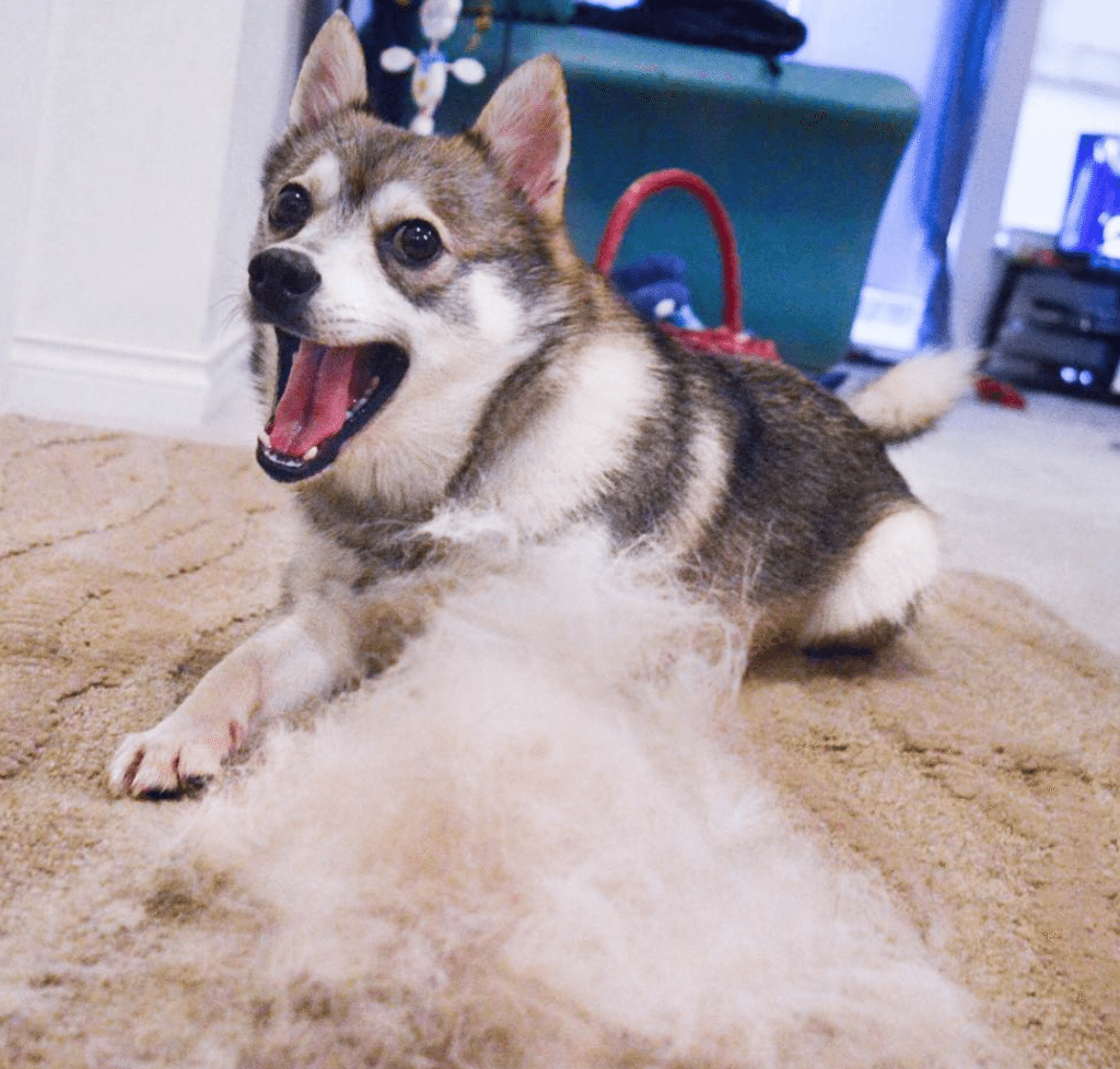 Do alaskan klee kai shed?