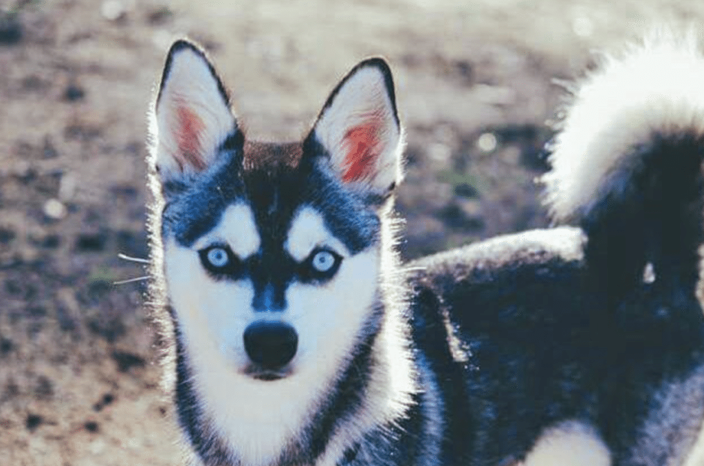 Meet Svala the Alaskan Klee Kai!