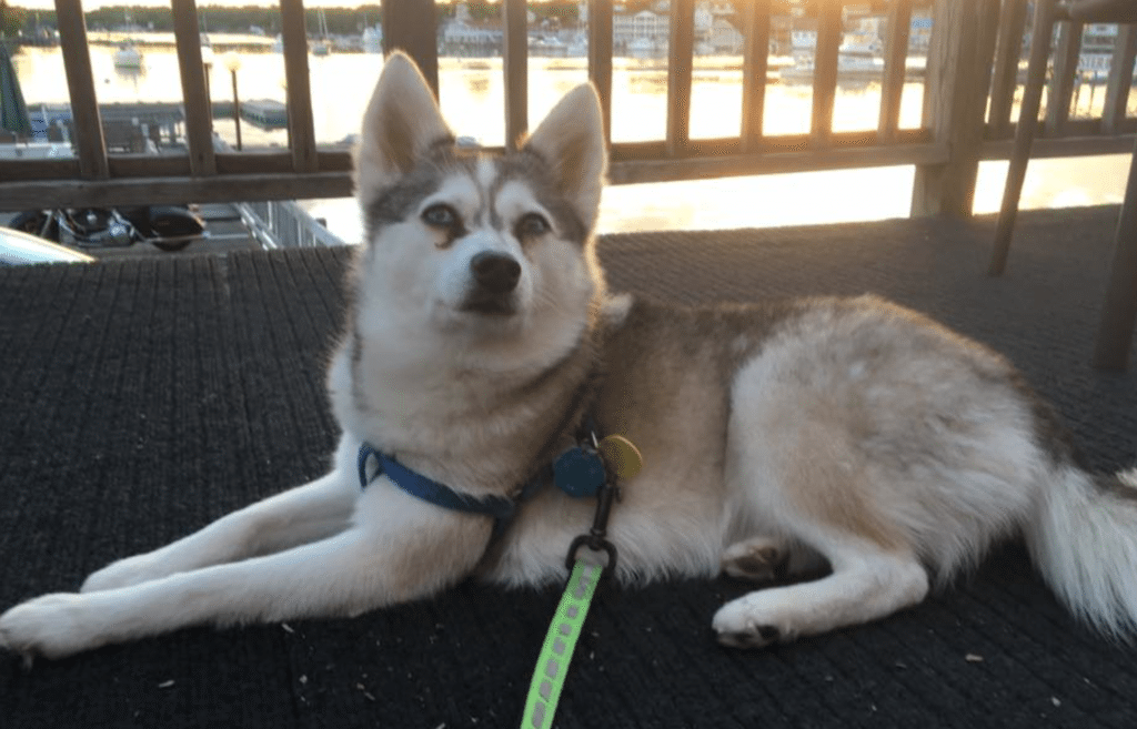 Meet Tikaa the Alaskan Klee Kai!