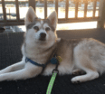 Meet Tikaa the Alaskan Klee Kai!