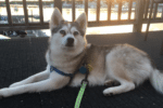 Meet Tikaa the Alaskan Klee Kai!