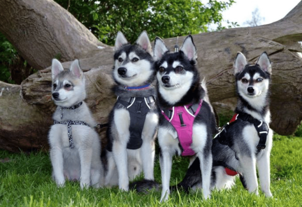 Meet the Alaskan Klee Kai Pack!