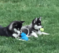 Meet Yukon and Kodah the Alaskan Klee Kai!