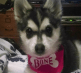 Meet Xena the Alaskan Klee Kai!