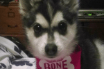 Meet Xena the Alaskan Klee Kai!