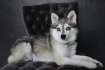 Meet Zephyr the Alaskan Klee Kai!