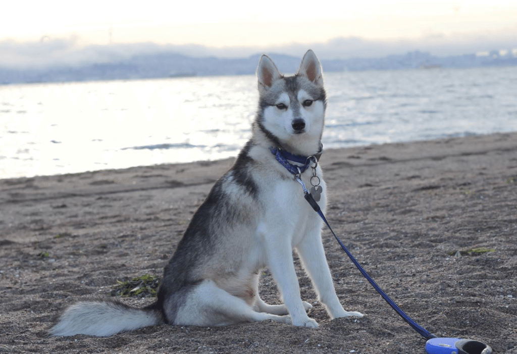 Meet Zero the Alaskan Klee Kai!