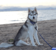 Meet Zero the Alaskan Klee Kai!