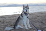 Meet Zero the Alaskan Klee Kai!