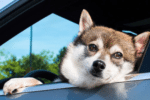 10 Tips for Traveling With Your Dog in a Car