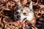 How you can go about entertaining your Alaskan Klee Kai?