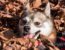 How you can go about entertaining your Alaskan Klee Kai?