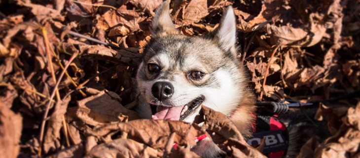 How you can go about entertaining your Alaskan Klee Kai?