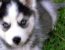 The difference between a mini husky and an alaskan klee kai