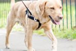 The No Pull Dog Harness: Should You Use it?