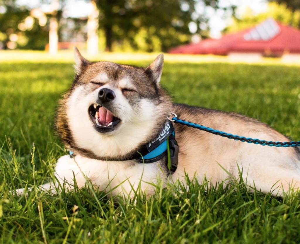 Dogs may eat grass as a means of inducing vomit when feeling unwell