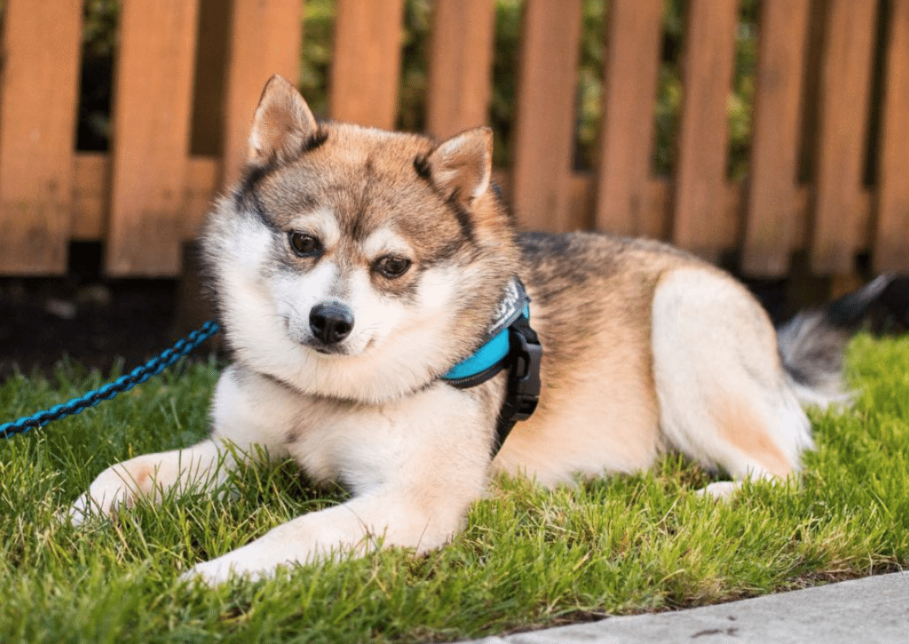 Dogs may eat grass because they are bored