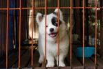 Indestructible dog crates- our top 5 picks