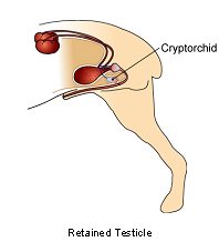 Cryptorchidism in dogs (Photo credit: VCA Animal Hospitals)