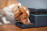 Automatic dog feeders- our top 5 picks!