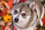 Learn about the known health concerns of the Alaskan Klee Kai