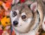 Learn about the known health concerns of the Alaskan Klee Kai