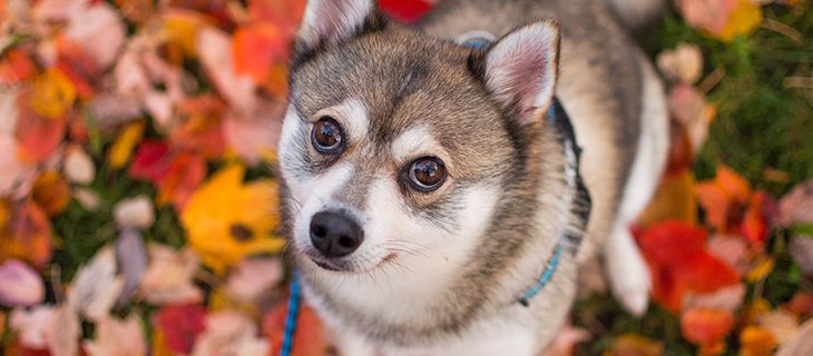 Learn about the known health concerns of the Alaskan Klee Kai