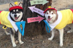 Cutest Alaskan Klee Kai Halloween Costumes