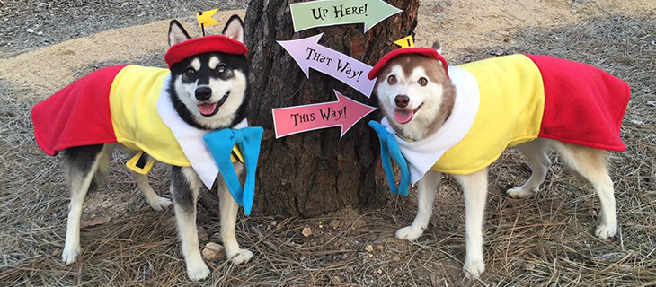 Cutest Alaskan Klee Kai Halloween Costumes